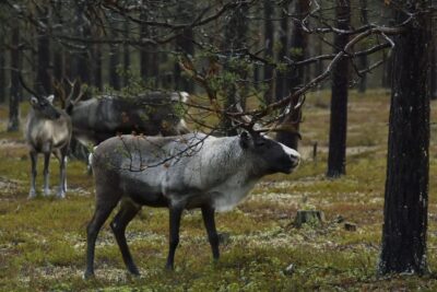 Reindeer on summer pasture