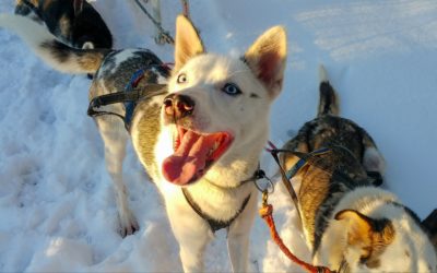 Happy sled dog in snow