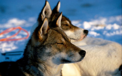Sled dogs enjoying sun